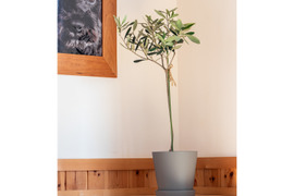 オリーブ 鉢植え 「ハーディーズマンモス」 シンボルツリー 観葉植物