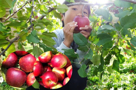 葉とらずりんごの通販｜食べチョク｜産地直送(産直)お取り寄せ通販