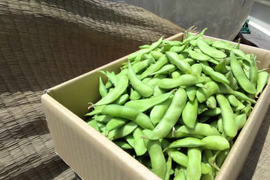 おいしいと評判！初夏のえだまめ　有機JAS　たっぷり2ｋｇ　鹿児島県産　ホクホクあまくて大粒　そのやま農園