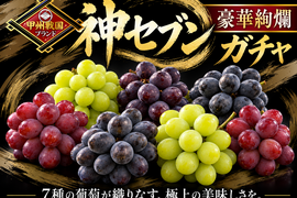 【プラチナ賞受賞ワイナリー御用達】人気トップ７食べ比べガチャ何が届くかお楽しみ【詰め合わせ大容量約2kg2種セット】【朝どれ】高級ぶどう家庭用ギフトにも喜ばれる旬の味【敬老の日ギフト】【9月下旬予約】