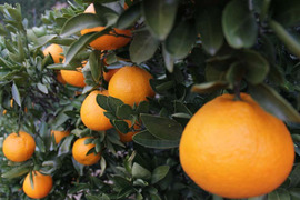 せとうちの島育ち！ えひめ中島いよかん 5kg