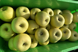 りんご（シナノゴールド）　５キロ