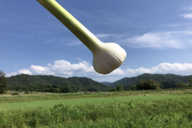 【最高峰品種】自然栽培べっぴんやさいホワイトにんにく(約1kg)