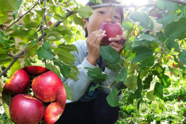 【収穫翌日発送】濃厚な旨さ！「秋映」3キロ箱【葉とらず】JA基準より60％減の低農薬栽培