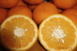 伊豆の自然で育った「新甘夏」「紅甘夏」ﾏｰﾏﾚｰﾄﾞづくりにも好評!　　　　　　　　1２個入り  ／　約4.0㎏