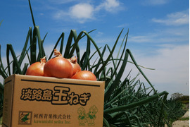 【冬ギフト】淡路島玉ねぎ3kg・淡路島レタス2玉・ねぎたまポン酢・玉ねぎ柚子胡椒セット