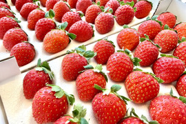 長野県産　夏秋イチゴ「すずあかね」1箱【250g～300ｇ×２トレー】