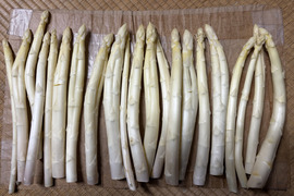 訳ありホワイトアスパラ　L〜4Lサイズ １キロ　香川県産「さぬきのめざめ」