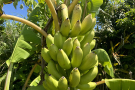 【数量限定】とってもフルーティ！！農薬不使用で育てたやんばるの島バナナ（1kg）