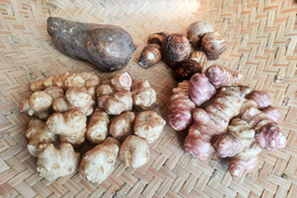 自然農の根菜セット　2kg　菊芋（白・紫フランス）ヤーコン　里芋