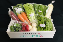 【フードロス対応　規格外野菜使用】　オーガニック野菜　「シェフＭセット」