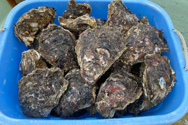 天然岩牡蠣　超特大！　5個