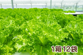 【アクアポニックス産】朝採れ新鮮フリルレタス！「ラリック」1箱12袋（1袋約50～100g）