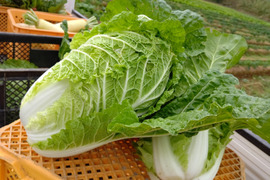 採りたて野菜のお鍋セット100サイズ