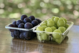 信州の粒ブドウセット【シャインマスカット】×【ピオーネ】[SmPn]