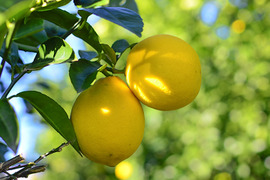 訳あり レモン 2kg【栽培期間中農薬不使用】（防腐剤・ワックス不使用）静岡県磐田市産