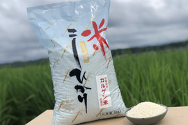 令和5年度産【カルシウム強化米】こしひかりカルゲン米（5kg×2袋）