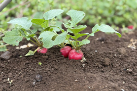 【新鮮】農薬不使用・化学肥料不使用 ラディッシュ 1kg【冬ギフト】