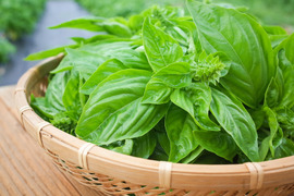 採れたて！新鮮バジル 100g 【農薬化学肥料不使用】：岡山県産の