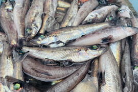 【未利用魚】今後増殖するだろうトモメヒカリ1.2kg前後