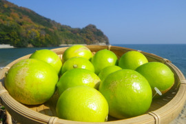 自然農の黄色いライム5個(約270g)　61年以上農薬肥料不使用の畑で栽培　広島県因島産　瀬戸内しまなみライム