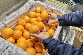 フレッシュ果汁の国産オレンジ‼︎白柳ネーブルオレンジ「貯蔵熟成」4kg