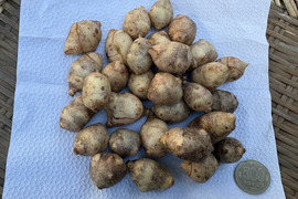 超訳あり品【農薬・化学肥料不使用】MOA自然農法で育った紫菊芋　1kg
