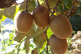 ビタミンたっぷり　グリーンキウイ🥝　2kg(箱込み)