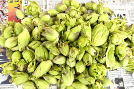 【予約販売：山形県庄内産】ふきのとう（500g）天然・ばんけ - 山形県酒田市八幡地域の里山・大沢産