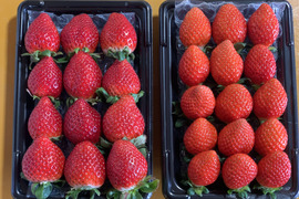 【あまりん・べにたま】食べ比べ２パック(500g)🍓