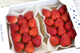 【四つ星級の甘さ】福岡県産よつぼし１kg｜福岡県エコ農産物認証！