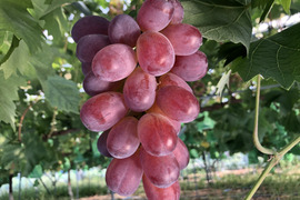 バイオレットキング 大粒 数量限定】紅色シャイン品種の大粒ぶどう バイオレットキング1房