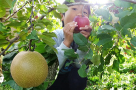 【すぐ出荷OK！】和梨　にっこり　家庭用　約3.7～3.8キロ