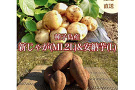 【期間限定】種子島産 新じゃが(M・L・2L)＆熟成安納芋(Lサイズ)｜合計 3kg 旬の味わいセット🍠🥔