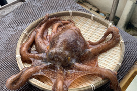 明石ダコ（大）700g〜1kg タコのフルコースが作れるサイズです♪