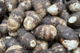 ほくほく海老芋／孫【静岡県磐田市産】5kgセット