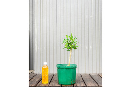 オリーブ 鉢植え ネバディロブランコ｜育てやすい シンボルツリー・盆栽にも最適　18