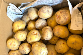 【ホクホク黄金色】掘りたて新じゃが「キタアカリ」サイズいろいろ３kg