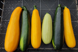🌈【朝どれ】カラフルズッキーニ食べ比べセット3～4本（約750g～1kg）｜2〜3種おまかせ｜農薬・化成肥料不使用🌈