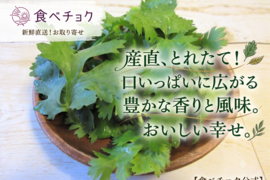 パクチーの通販｜野菜｜食べチョク｜産地直送(産直)お取り寄せ通販