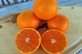 【貴重な柑橘】濃厚！とろける果肉！せとか　約3㎏　（予約商品）