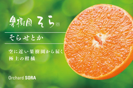 【そらせとか】天空の果樹園 愛媛産みかん 訳あり 5kg