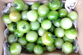 青いフルーツトマト
最終収穫品(色付き前のトマト）
ピクルス・ジャム・糠漬けなど料理好きな方へのご紹介です。
２Ｋｇ　５００円