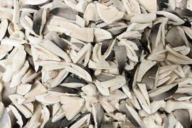 ちょっと開いたものをひと口サイズにカットしたふくろ茸（500g）