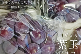 濃厚な味わいで是非一度は食べて欲しいぶどう「紫玉」2キロ(4〜5房)