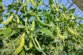 小分けで便利♪『(A品)になれなかったスナップエンドウ』1Kg