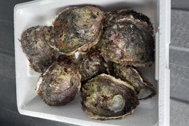 天然岩牡蠣　大サイズ　5個