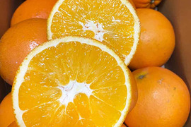 愛媛県中島産の白柳ネーブル　サイズ混合5キロ