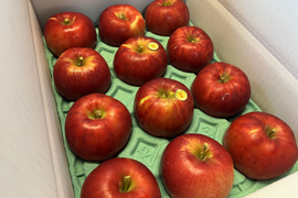 【予約販売】クッキングアップル！紅玉 約3kg(10～13個)