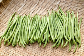 インゲンの通販｜その他豆類｜食べチョク｜産地直送(産直)お